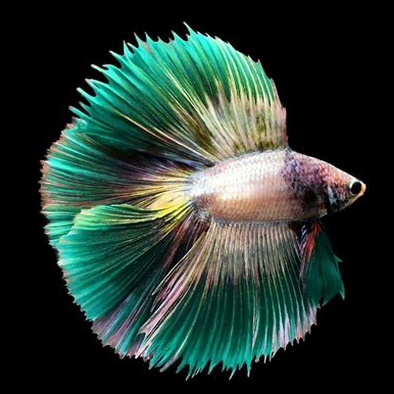 What is the rarest betta fish color?