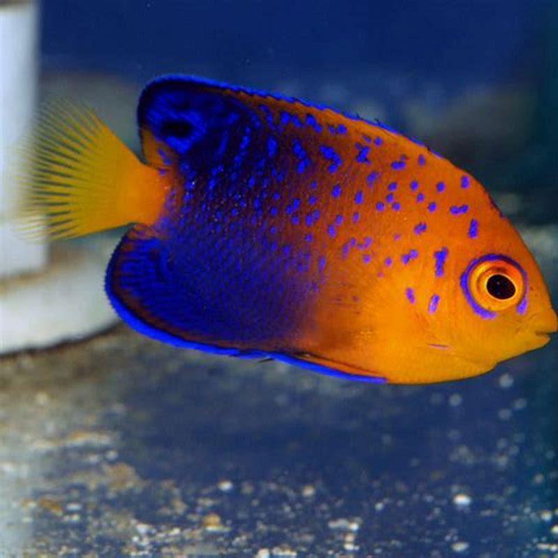 What Is The Rarest Freshwater Angelfish DIY Seattle what-is-the-rarest-freshwater-angelfish-diy-seattle