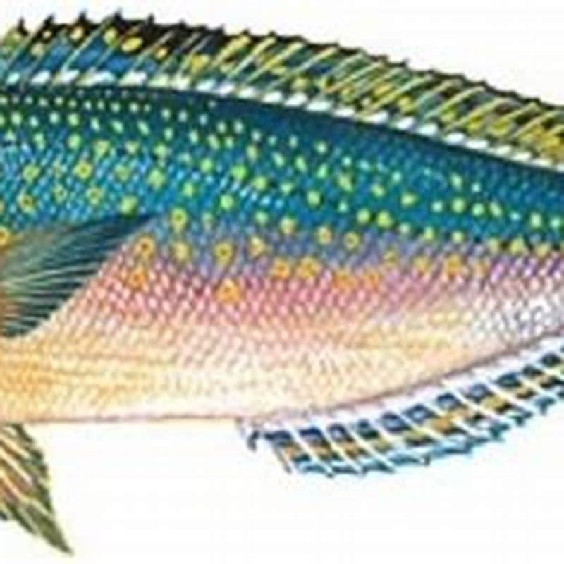 What is tilapia fish called in Australia?