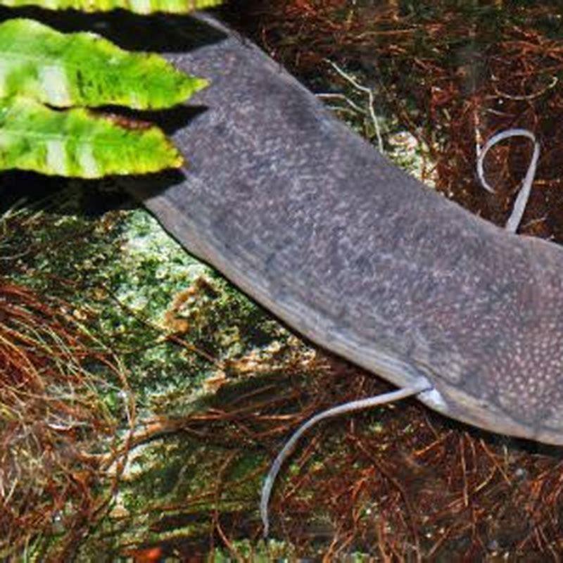 What is unusual about the way lungfish breathe?