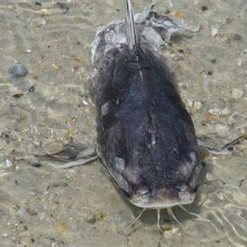 What kills walking catfish?