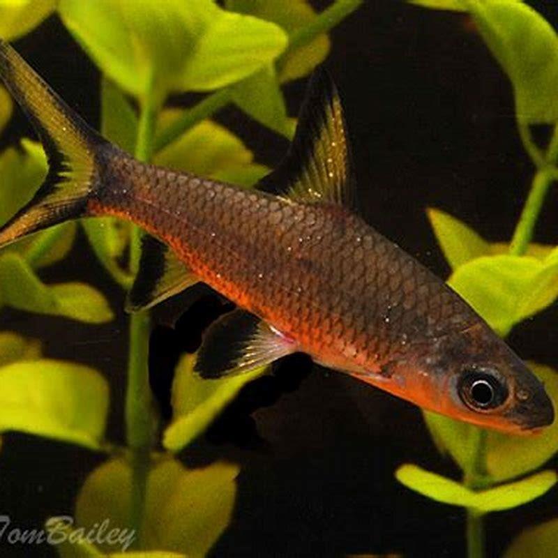 What kind of fish can I put in with bala sharks?