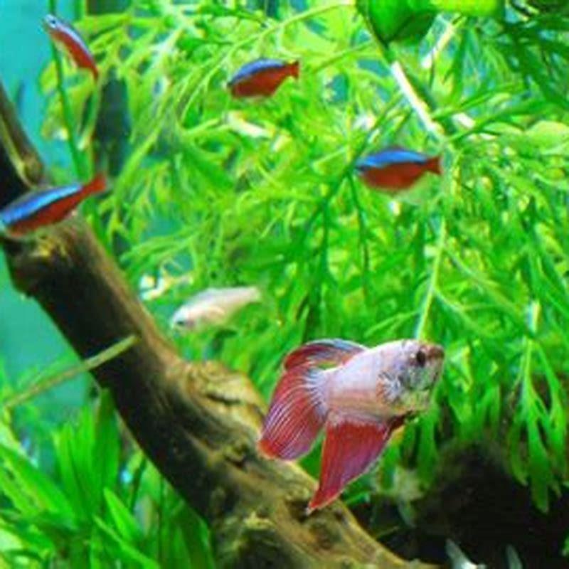 What kind of fish can live with pleco?