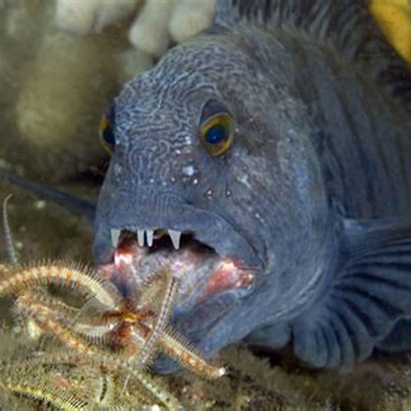 What kind of fish is a wolf fish?