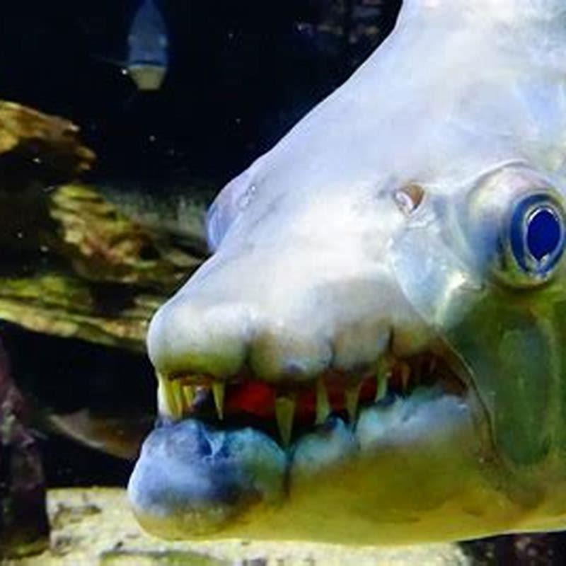 What kind of fish is aggressive?