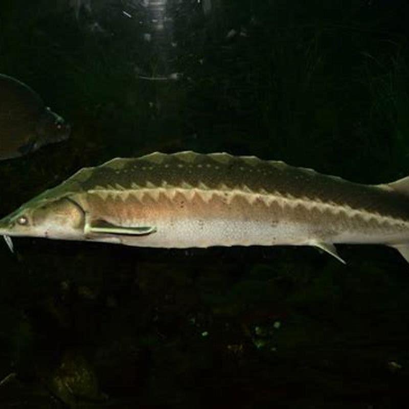 What kind of fish is sturgeon?