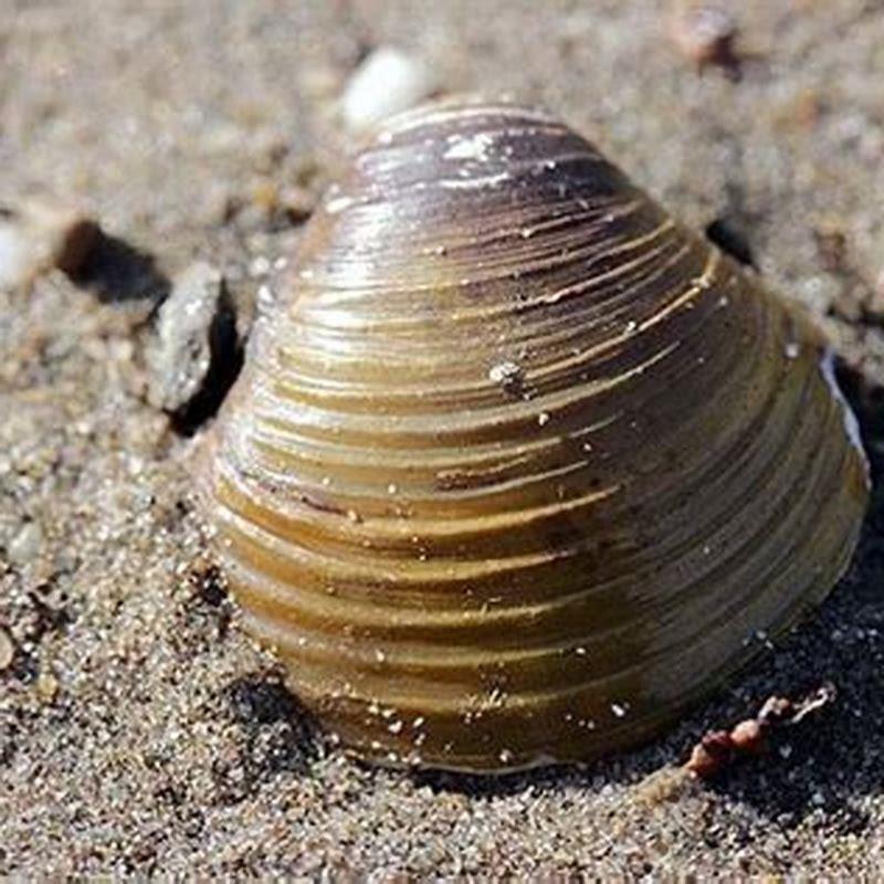 What kind of relationship does the bitterling and the clam have?