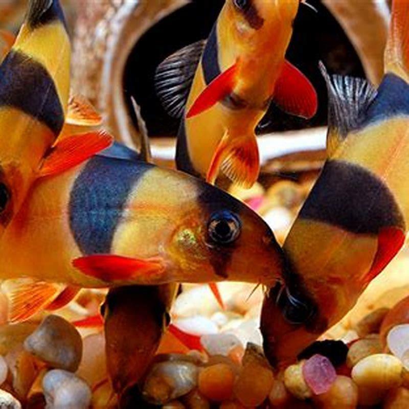 What loaches can live together?