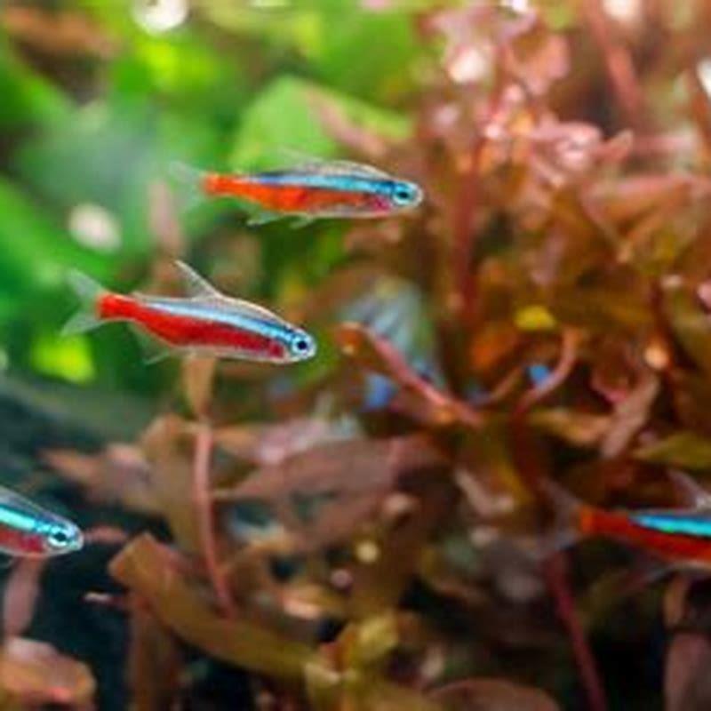 What makes a fish a tetra?
