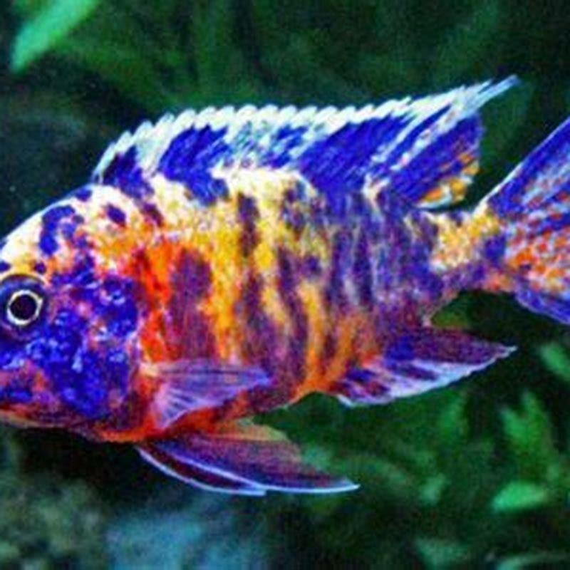 What makes a peacock cichlid?