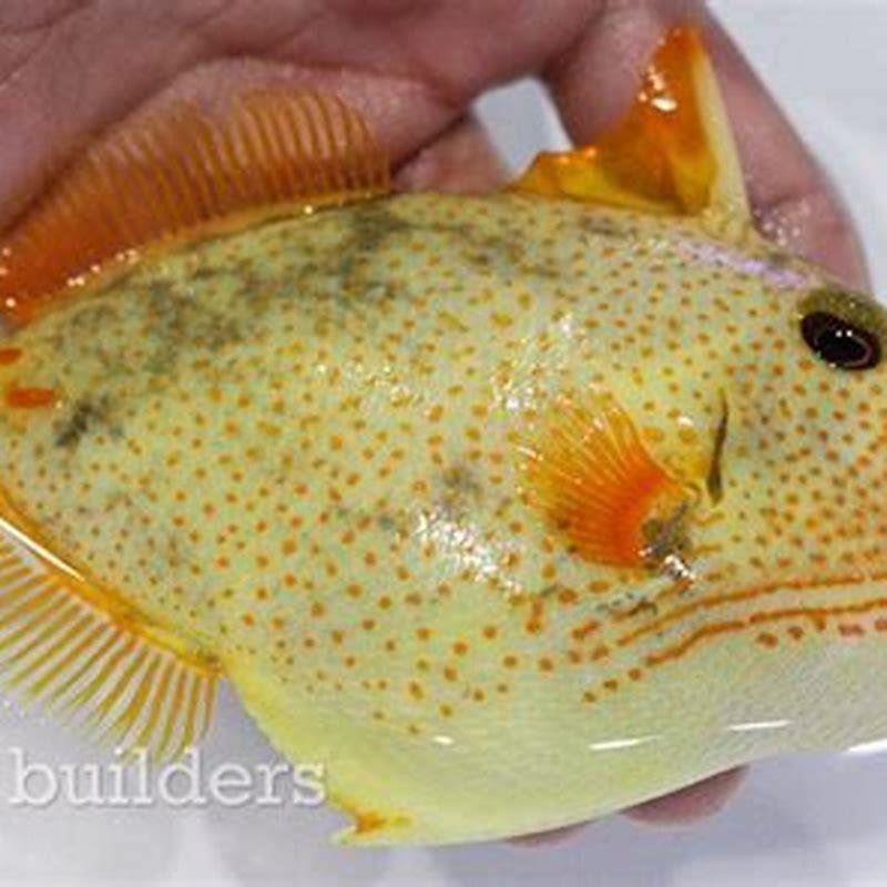 what-makes-the-climbing-perch-and-unusual-species-of-fish-diy-seattle