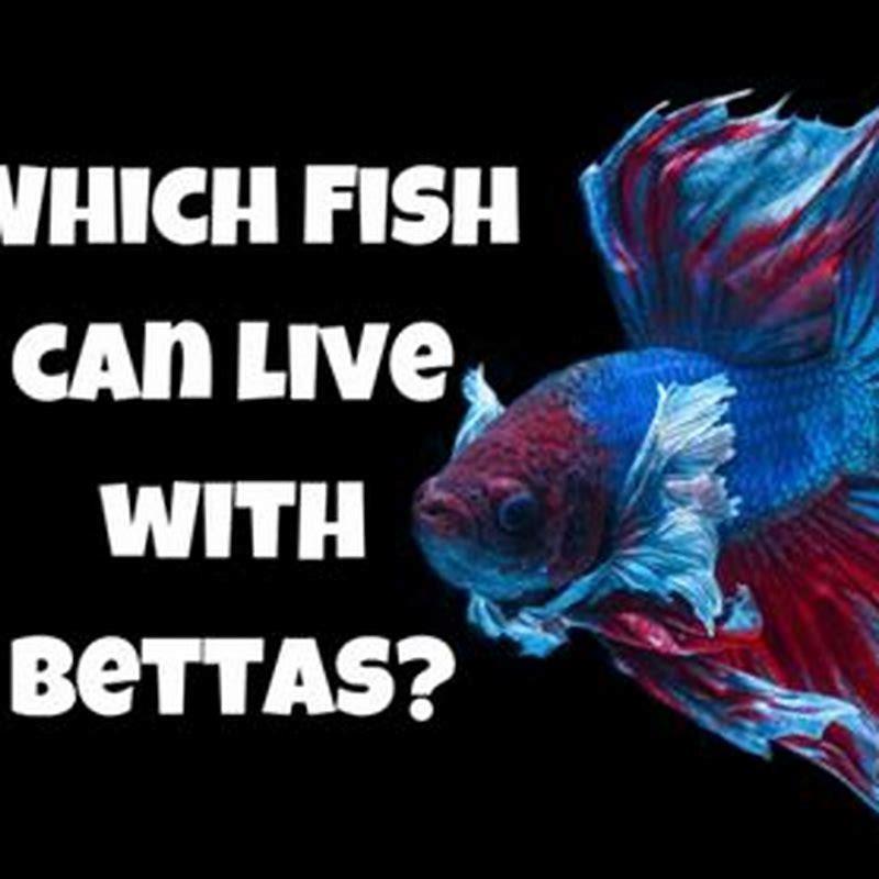 What other fish can tetras live with?