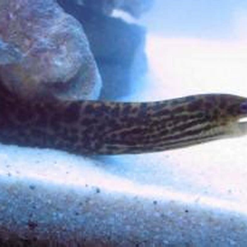 What Should I Feed My Eel DIY Seattle