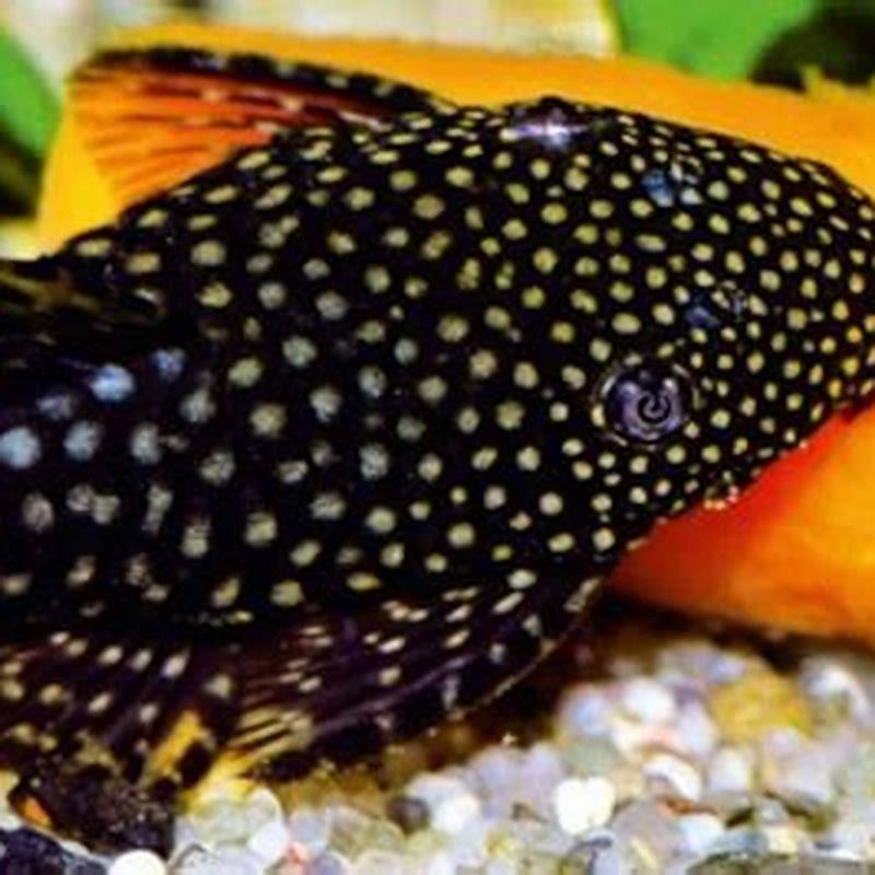 What Should I Feed My Gobies DIY Seattle what-should-i-feed-my-gobies-diy-seattle