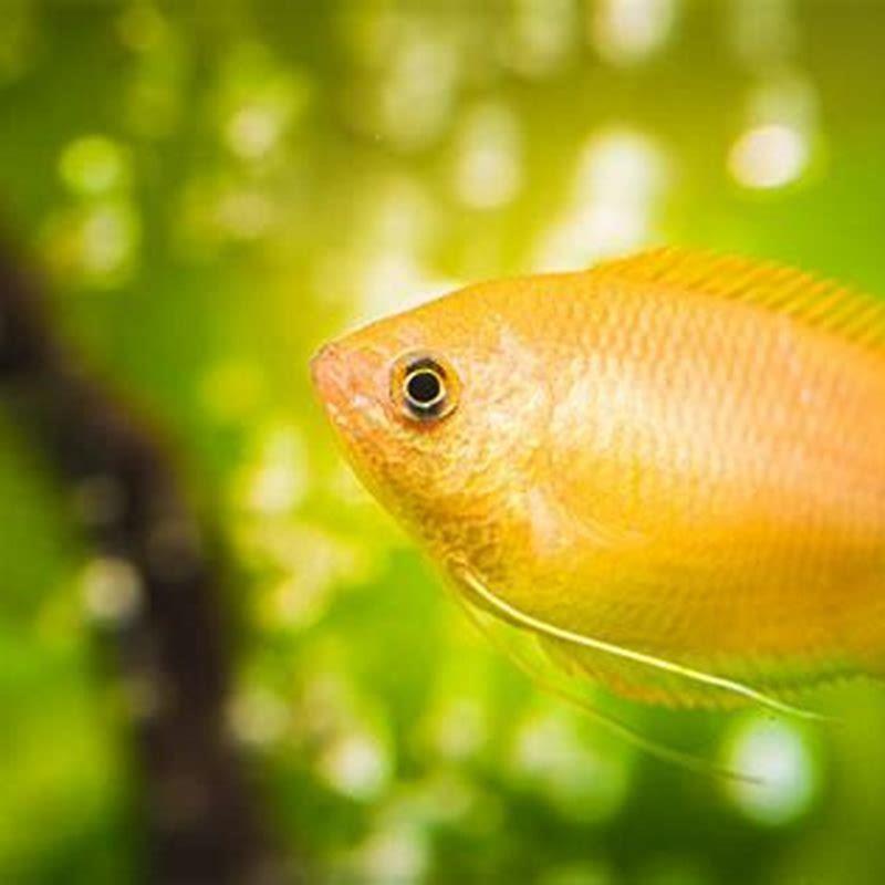 what-should-i-feed-my-gouramis-diy-seattle