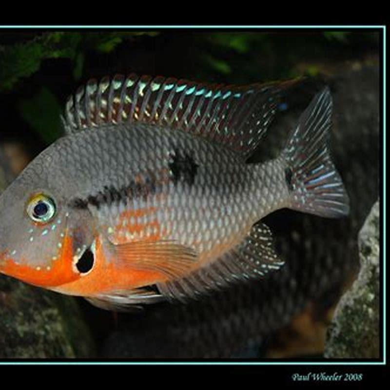 what-temperature-do-firemouth-cichlids-like-diy-seattle