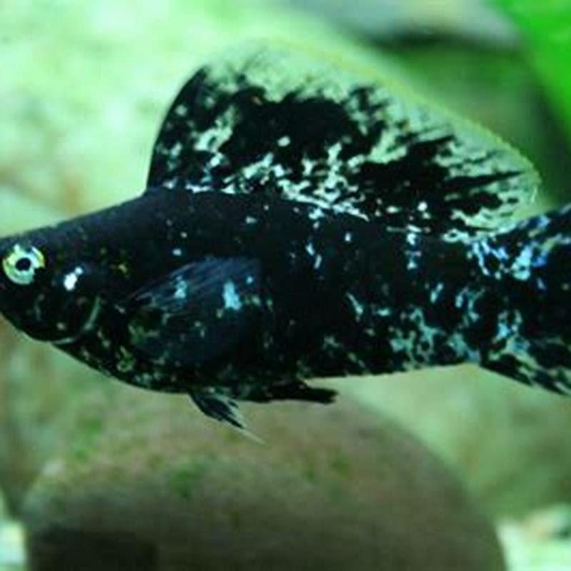 What temperature should molly fish be kept at?