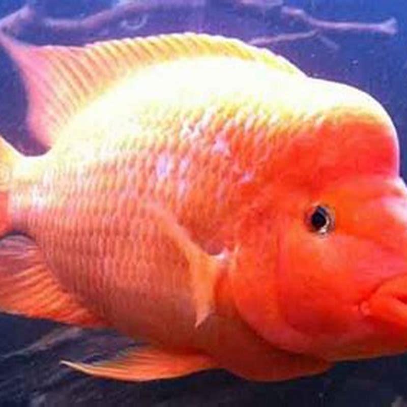 what-type-of-fish-is-a-red-devil-diy-seattle