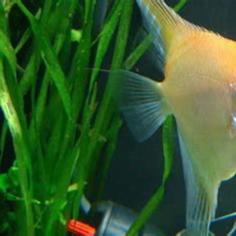 What type of water do angel fish live in?