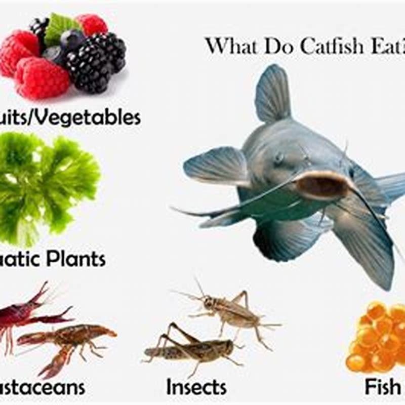 What vegetables can catfish eat diy seattle