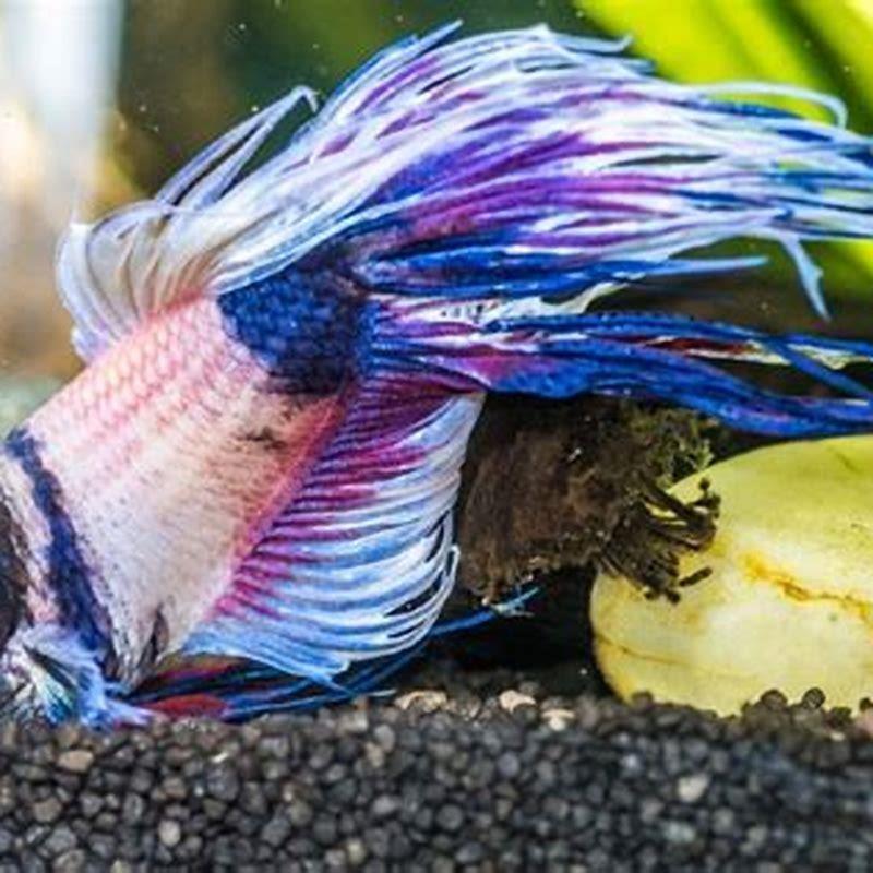 What Temperature Does Water Need To Be For Betta Fish