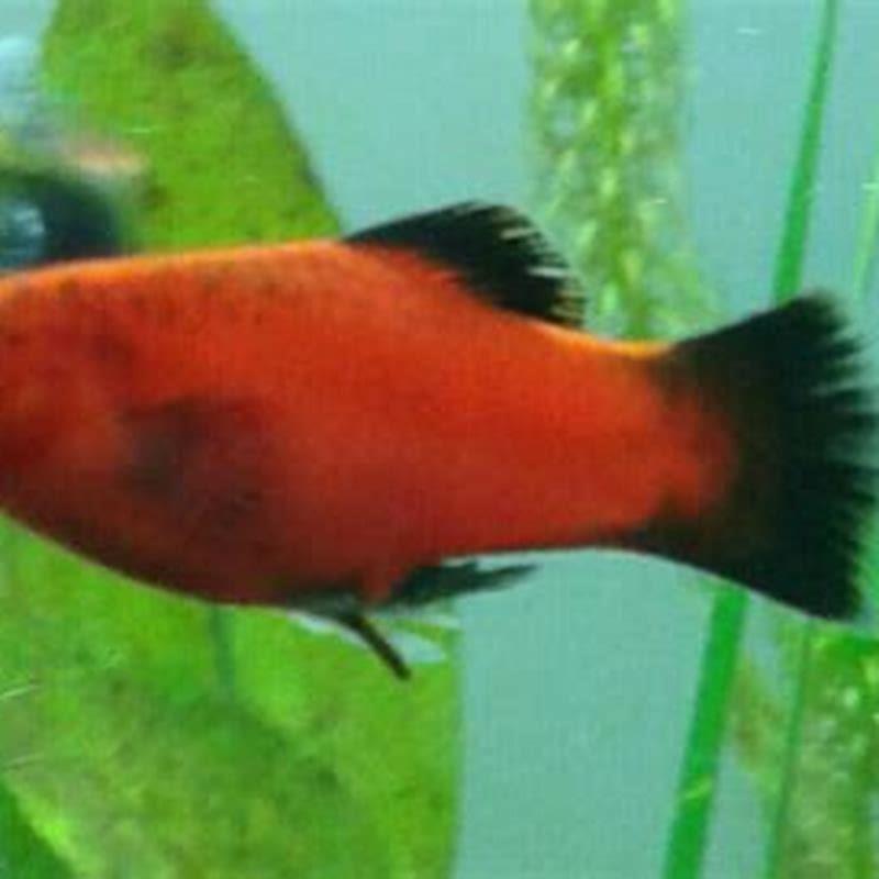 Whats the difference between a platy and a Variatus?