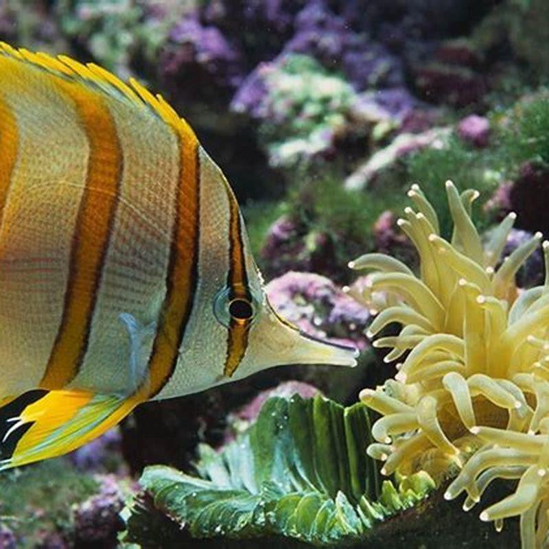 Whats wrong with the rainbow fish?