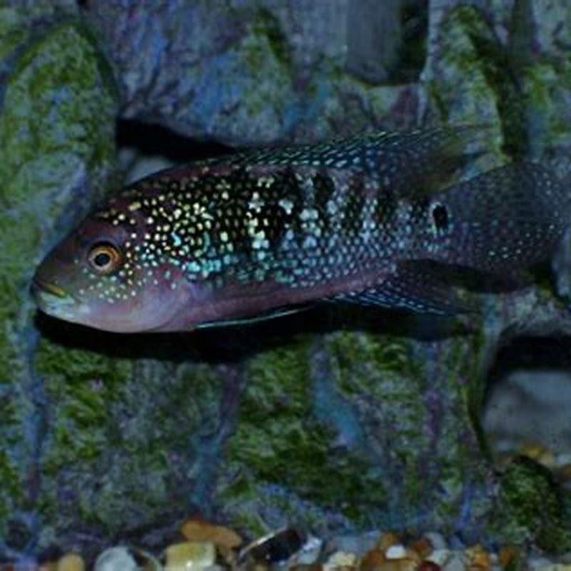 when-can-you-separate-cichlid-fry-from-parents-diy-seattle