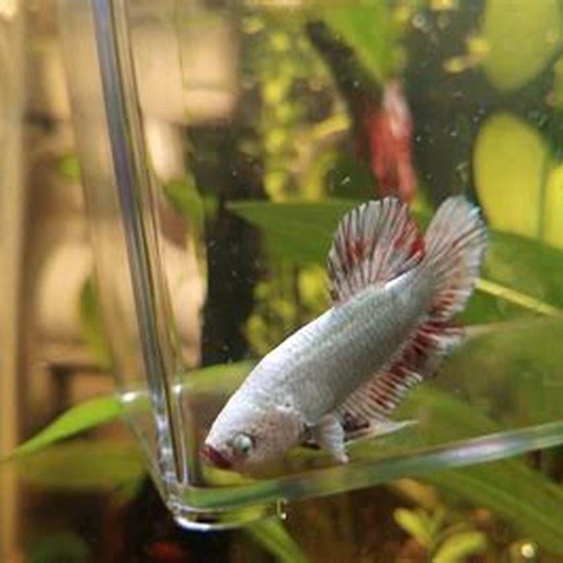 When did betta fish become popular?