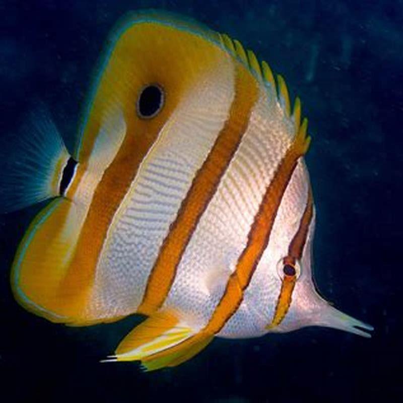 Where are butterflyfish found?