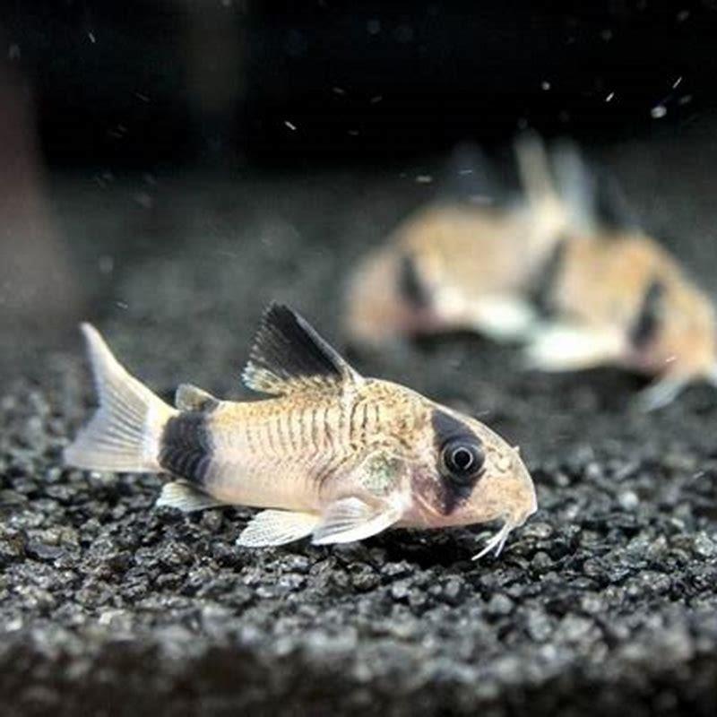 Where are Panda Cory catfish from?