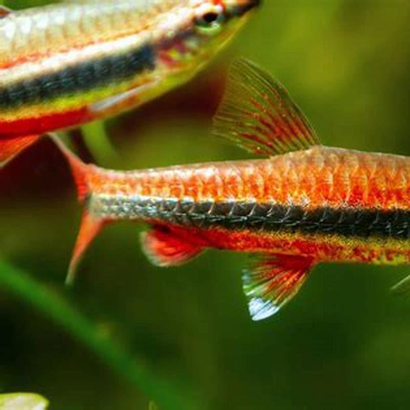 Where are Pencilfish from?