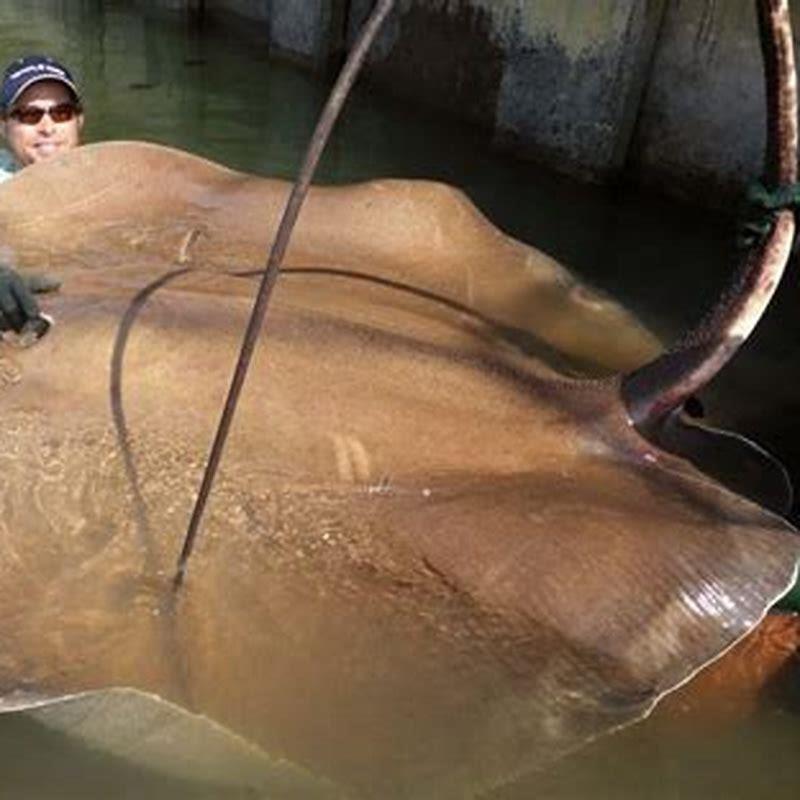 Where are stingray fish found?
