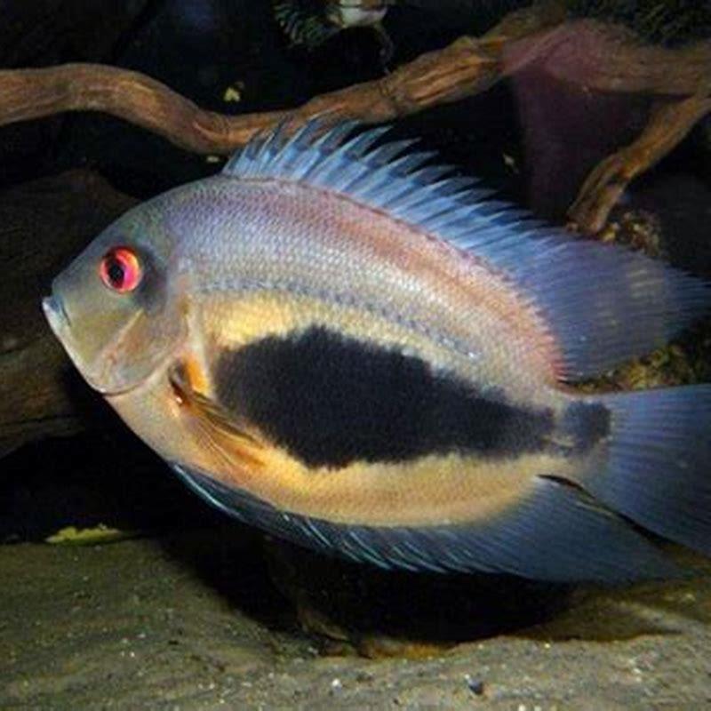 Where are UARU fish from?