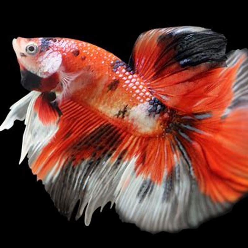 Where can you find betta fish naturally?