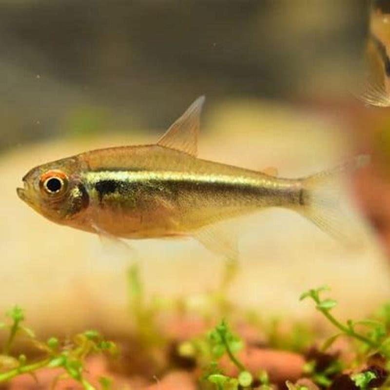 Where Did Neon Tetras Come From? - Diy Seattle