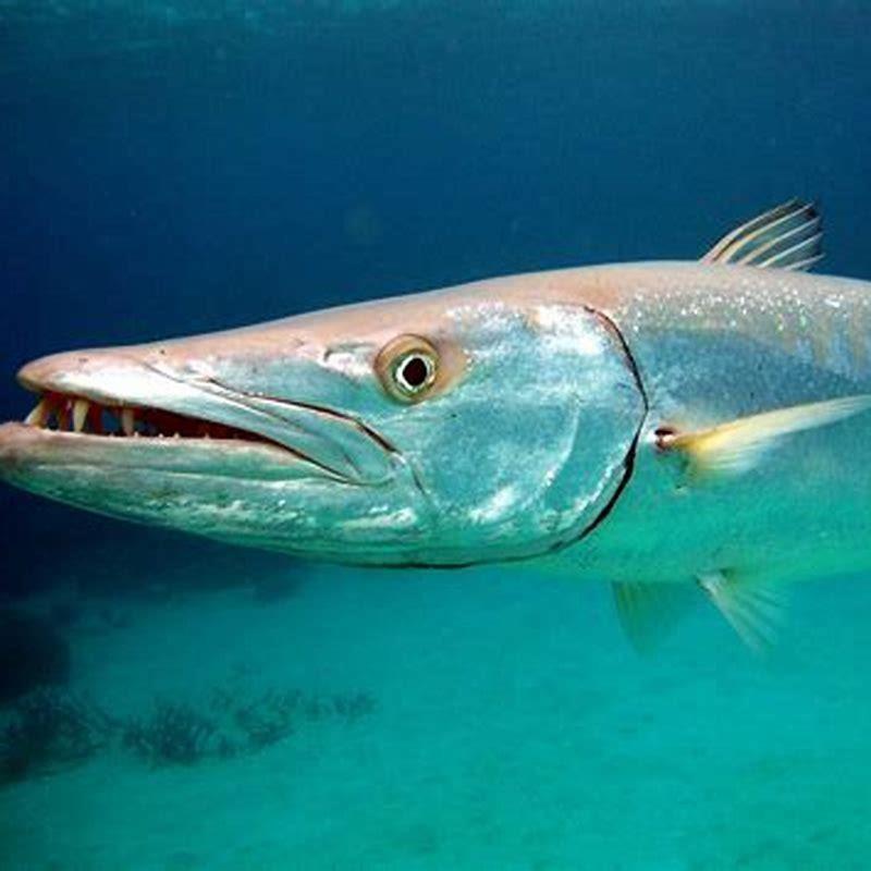 Where do barracuda live?