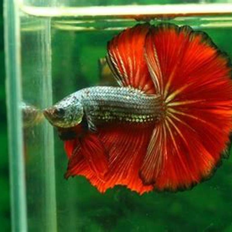 Where do betta fish live in Asia?