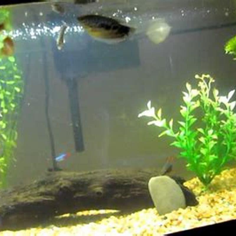 Where do leaf fish live?