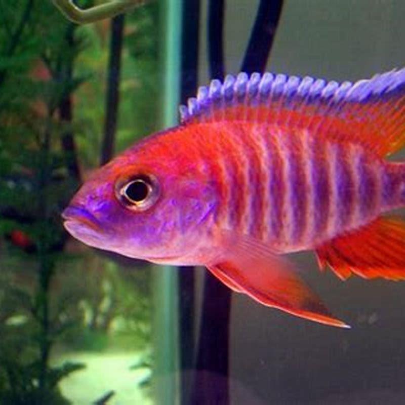 Where do peacock cichlids come from?
