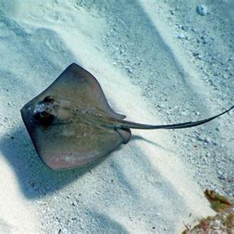 the stingrays behind the beyond