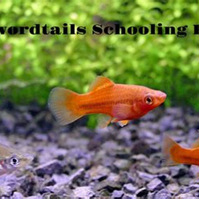 Where do swordtail fish come from?