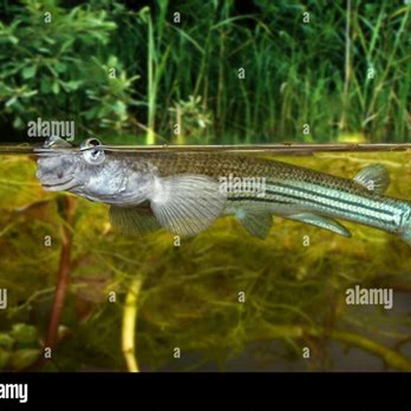 Where does a four-eyed fish live?
