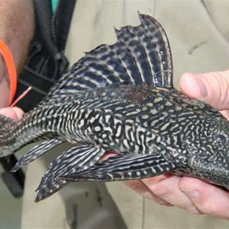 Where is the armored catfish invading?