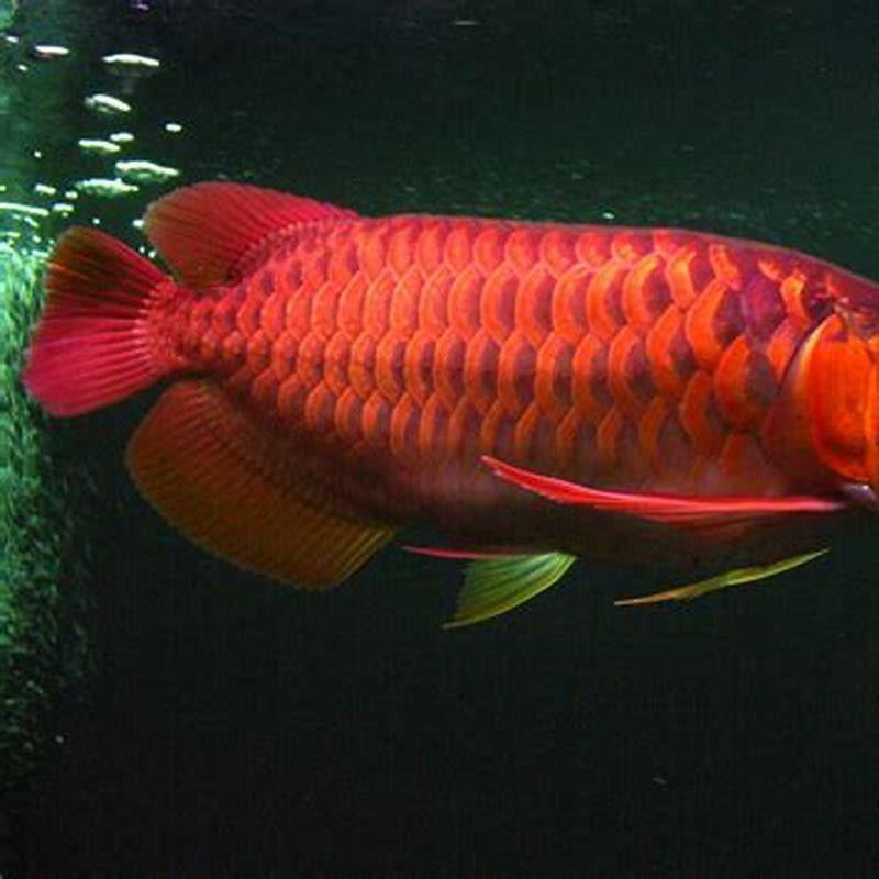 Where should arowana be placed in the house?