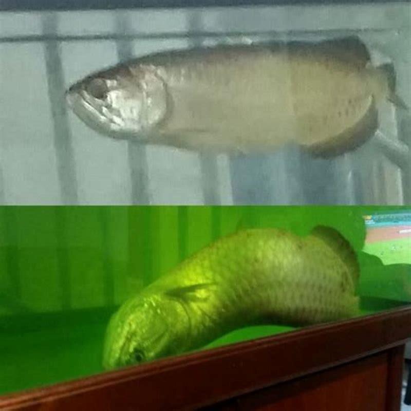 Where should I put the arowana aquarium?