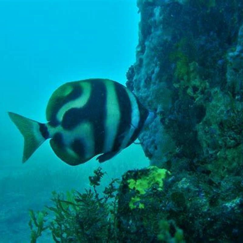 Which Colour Fish Is Good For Home DIY Seattle