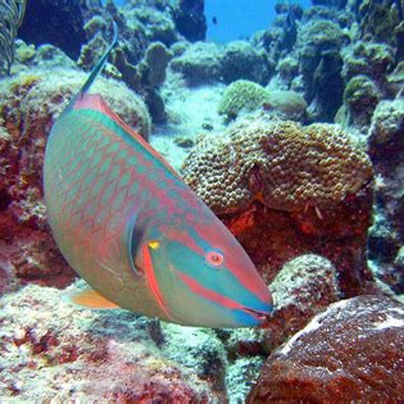 Which fish can live with parrot fish?