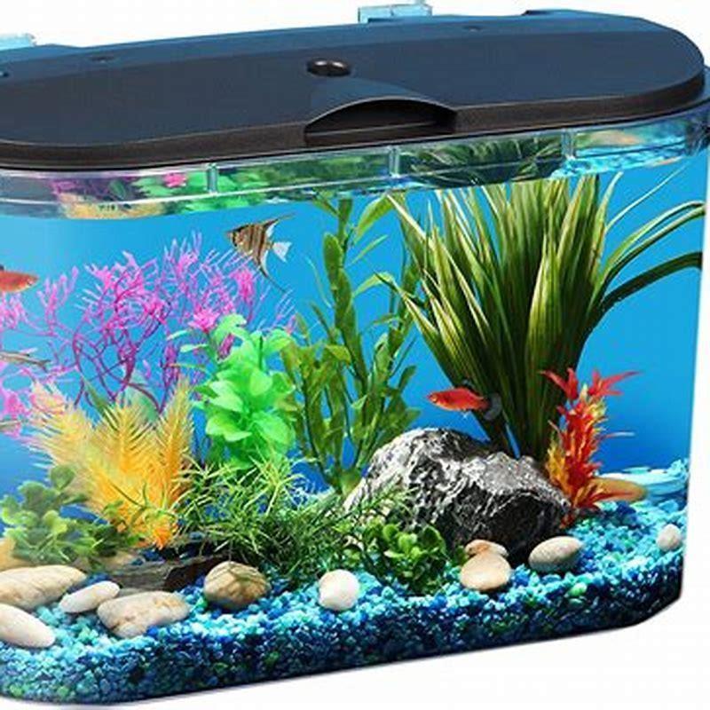 which-fish-is-best-for-aquarium-at-home-diy-seattle