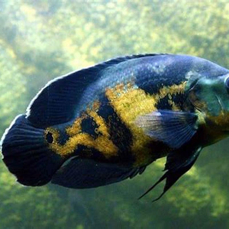 Which fish is known as an aggressive fish?